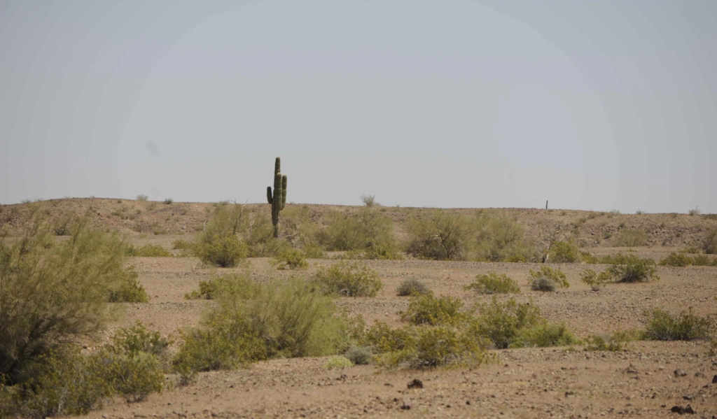 Ecosia is helping restore Senegal’s Deserts