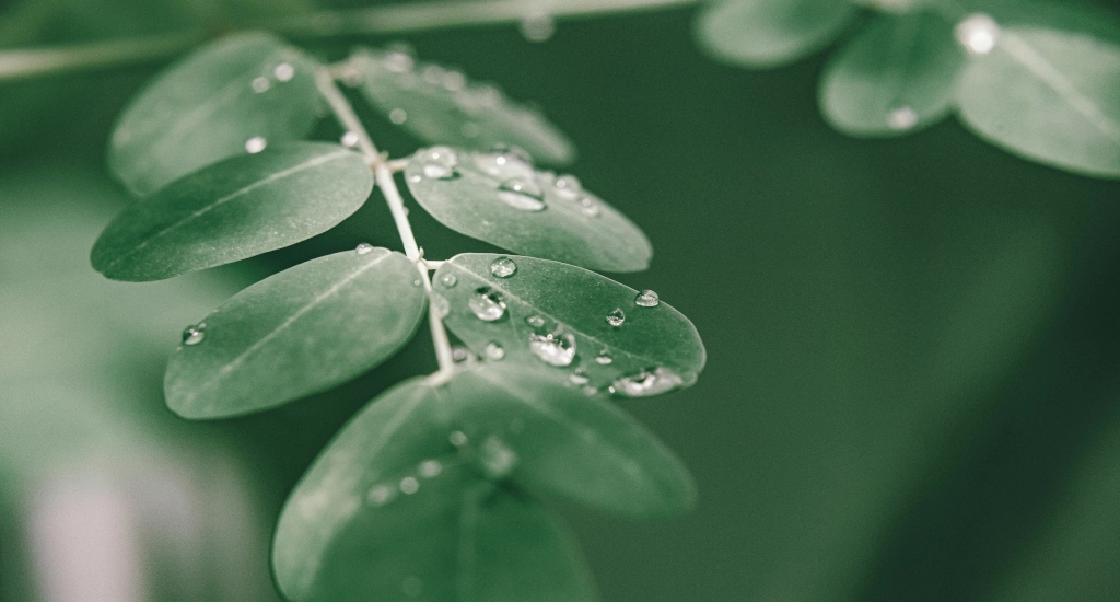 Moringa oleifera