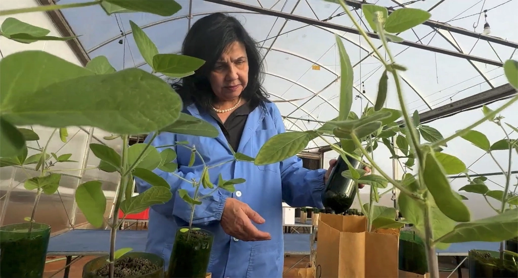 How a Brazilian Microbiologist’s Discovery Could Avert a Global Food Crisis